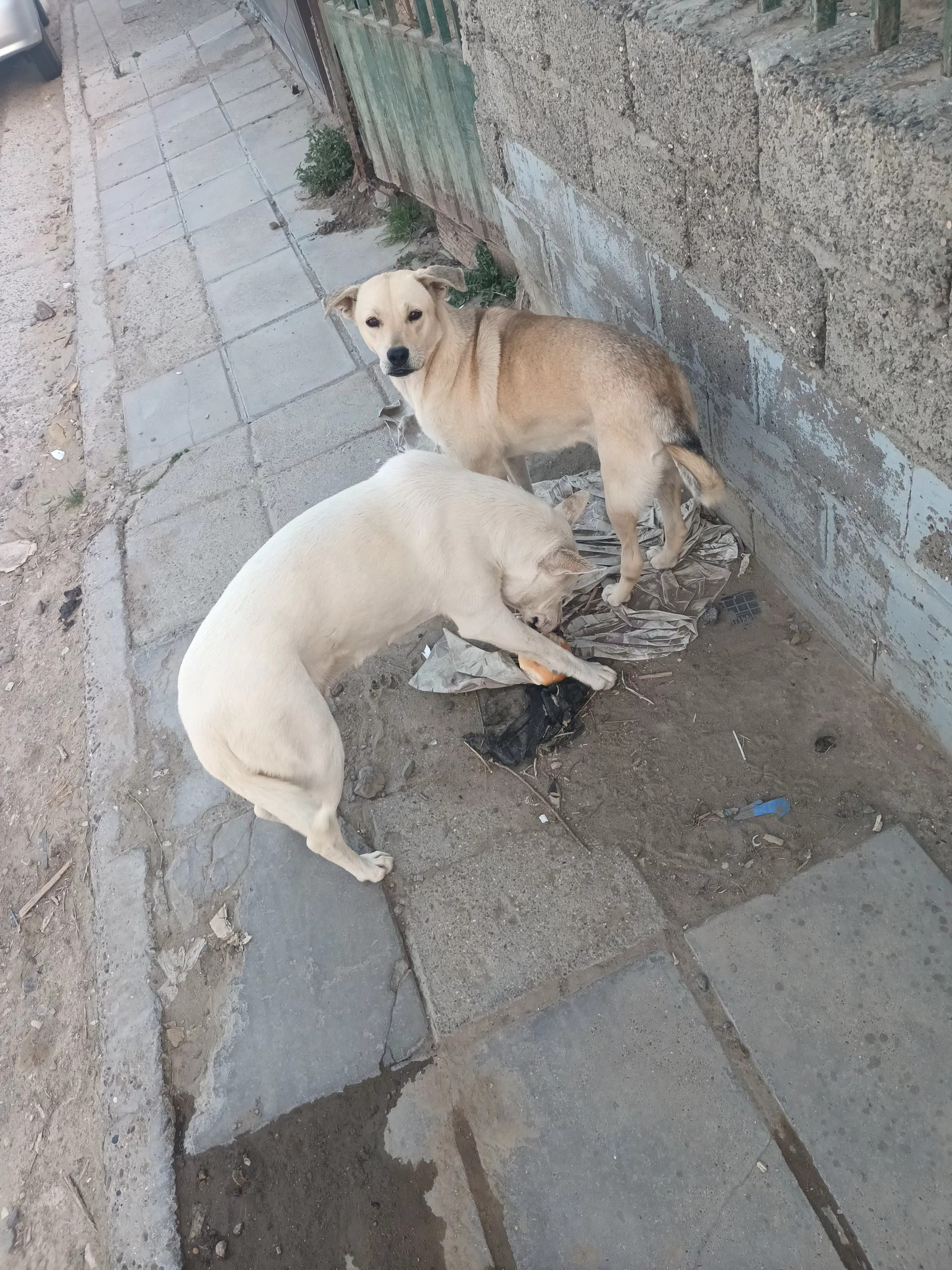 Amiga y amiguita