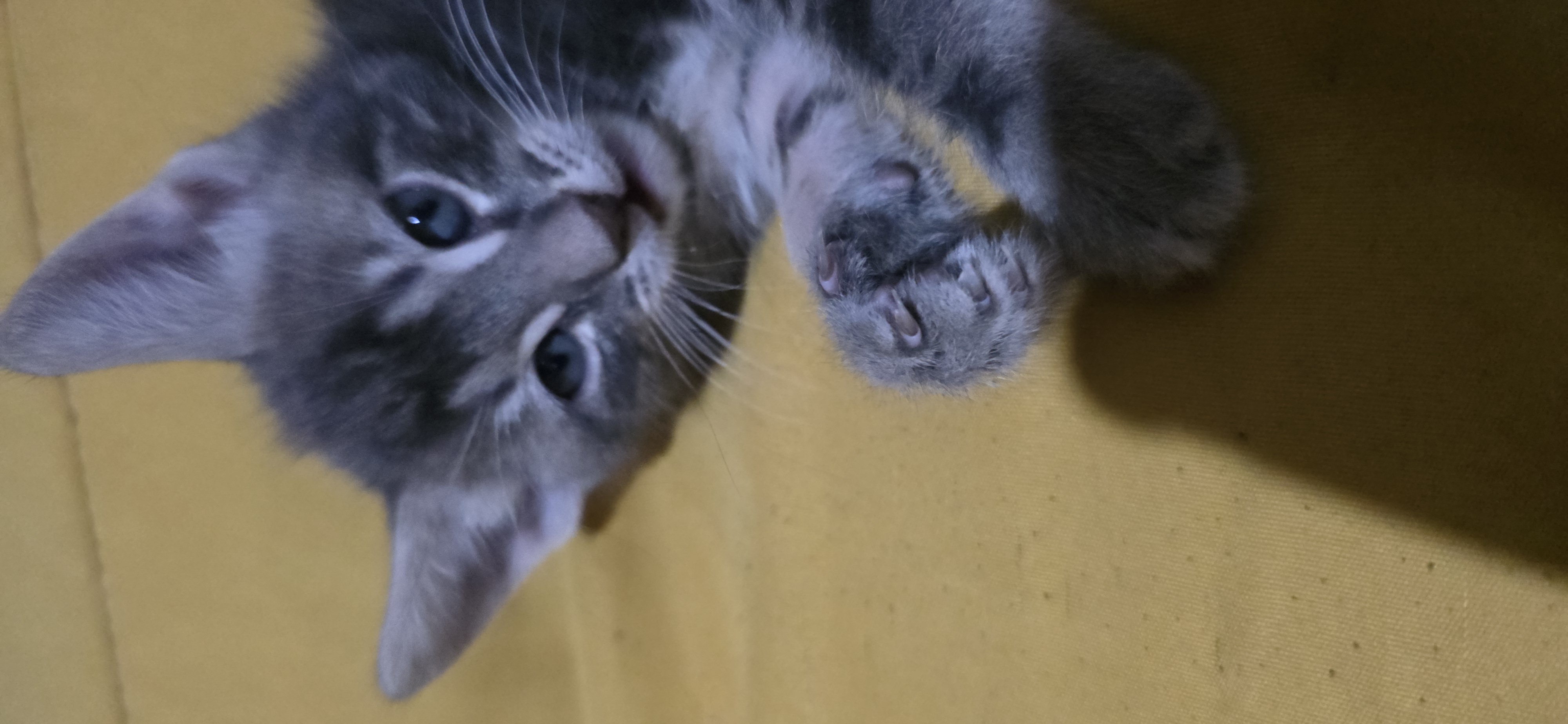 Michi