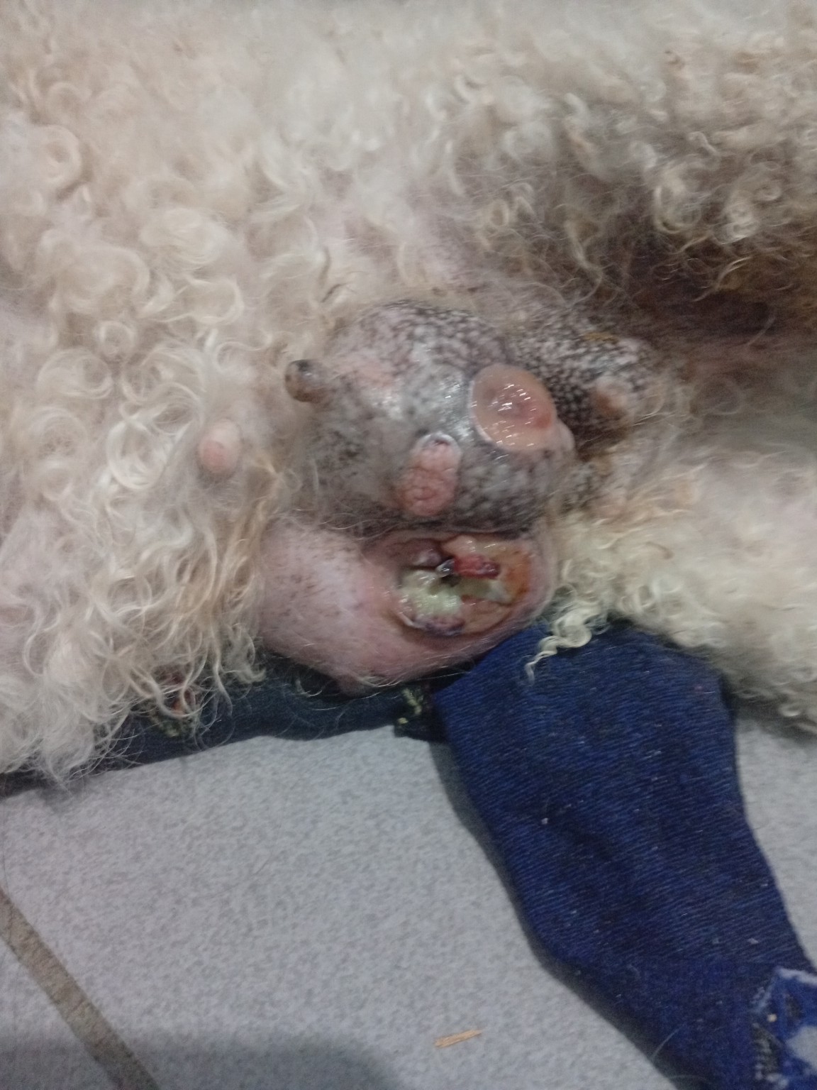Gastos veterinario