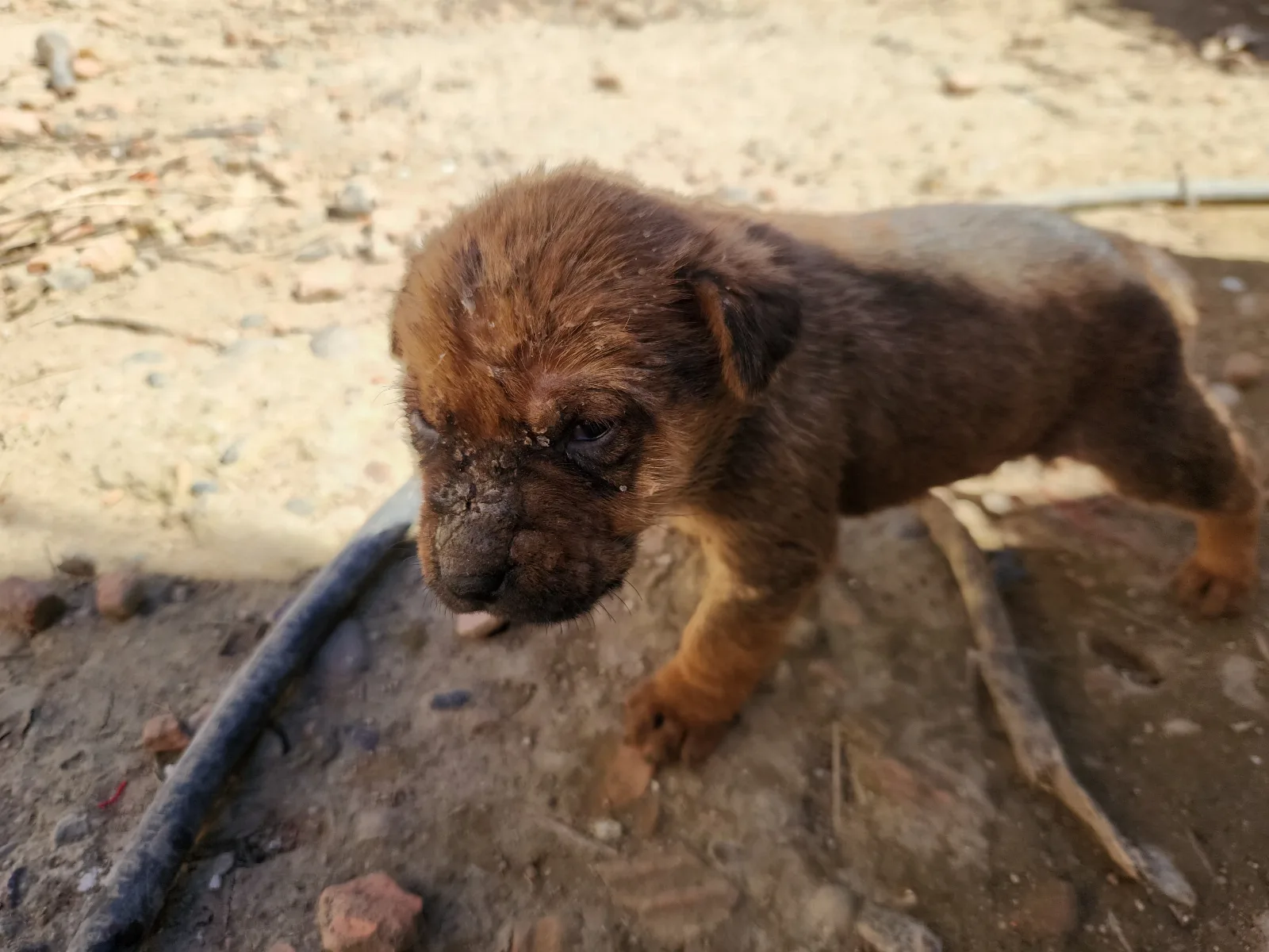 AYUDA URGENTE PARA MI CACHORRITO  ¿ALGUIEN ME  PUEDE ORIENTAR?