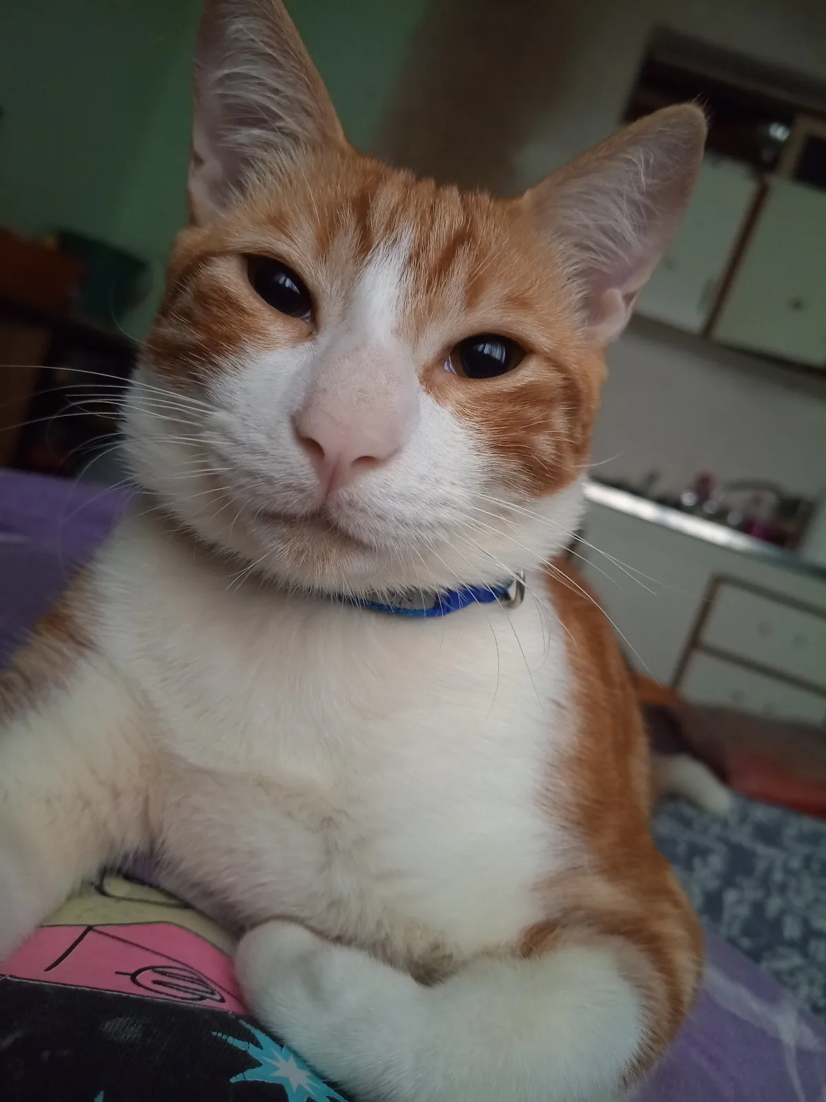 Pepi, foto 2