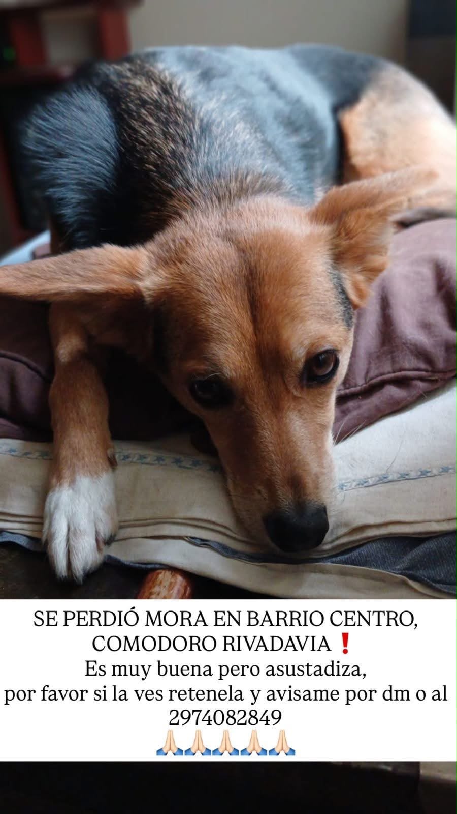 Mora