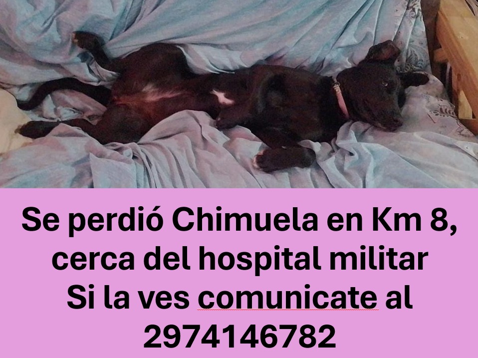 Chimuela